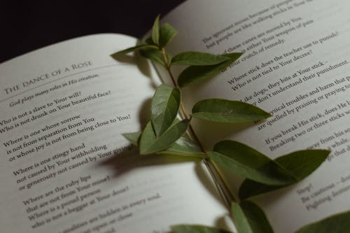 From above of stem of fresh green leaves placed on page of opened book