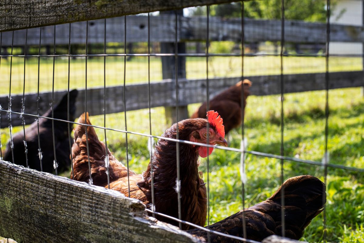 Free-range poultry