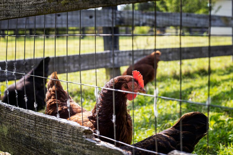 Free Range Chickens Behind The Fence