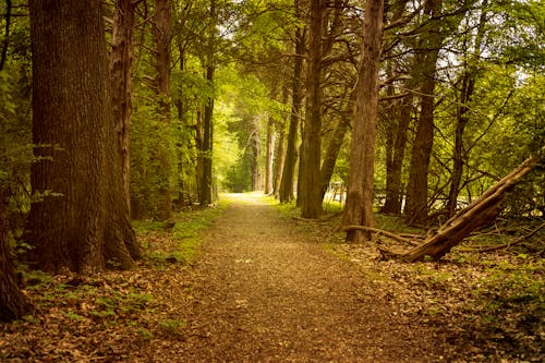 Free stock photo of adventure, daytime, forest