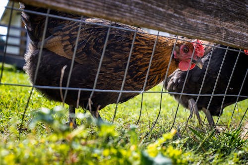 Free stock photo of agricultural, animal farming, animals