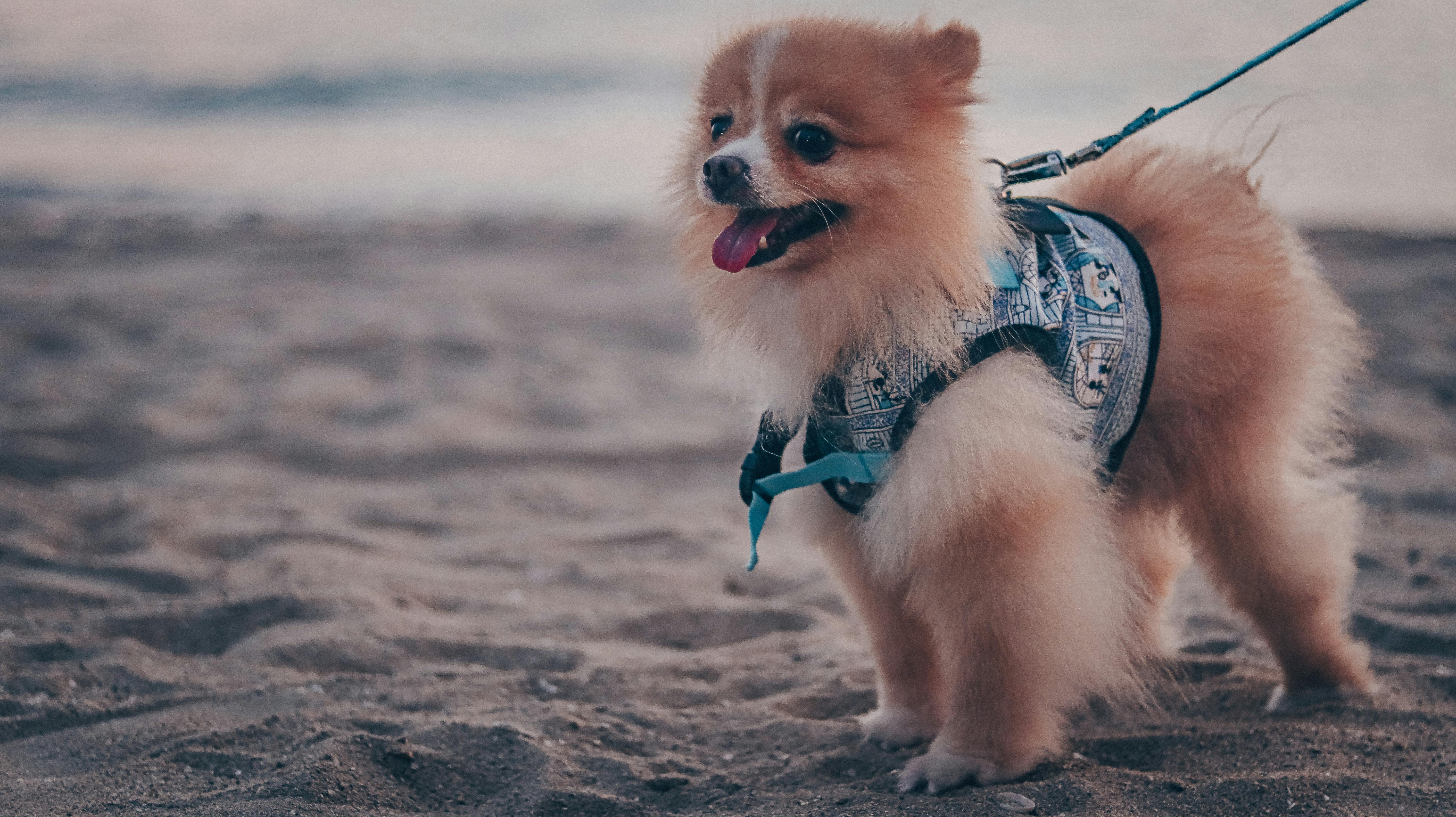 The Best Dog Harnesses For Small Breeds Dogtime