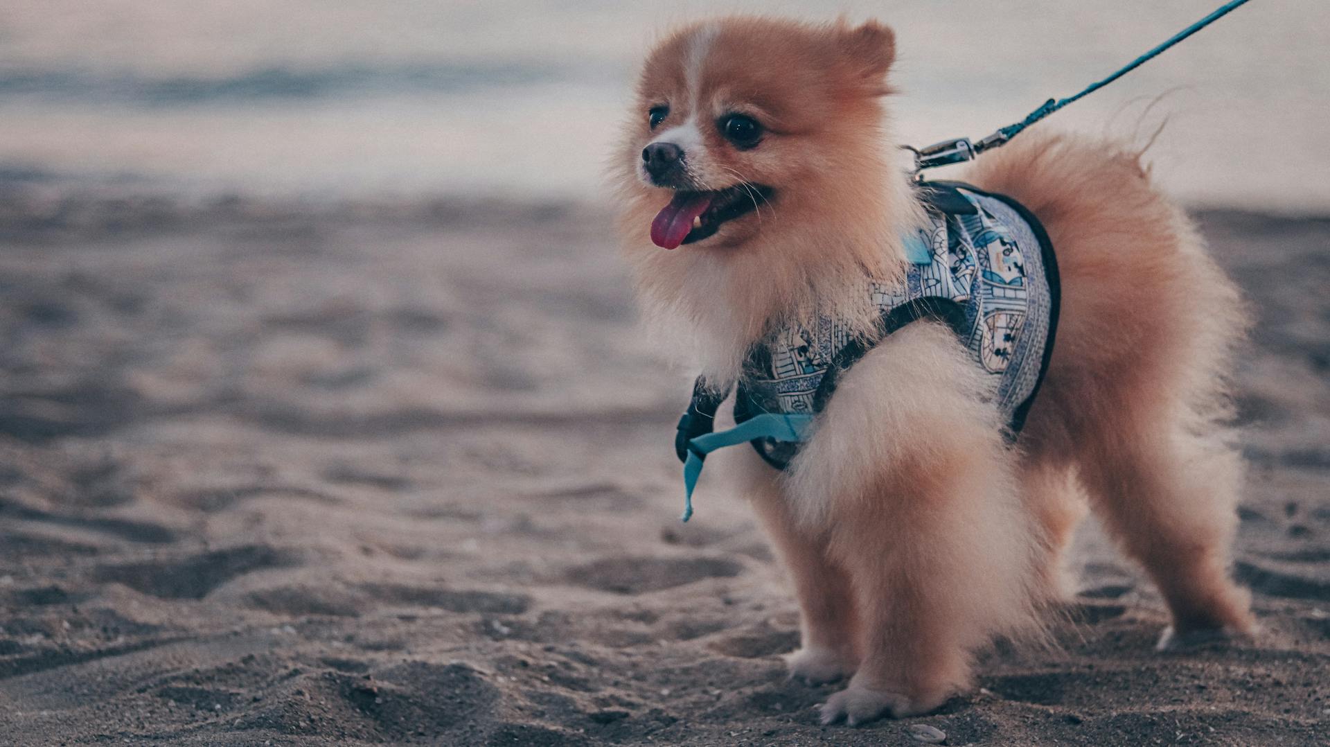 A Pomeranian on a Leash