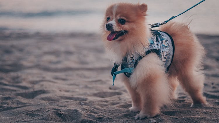 A Pomeranian On A Leash 