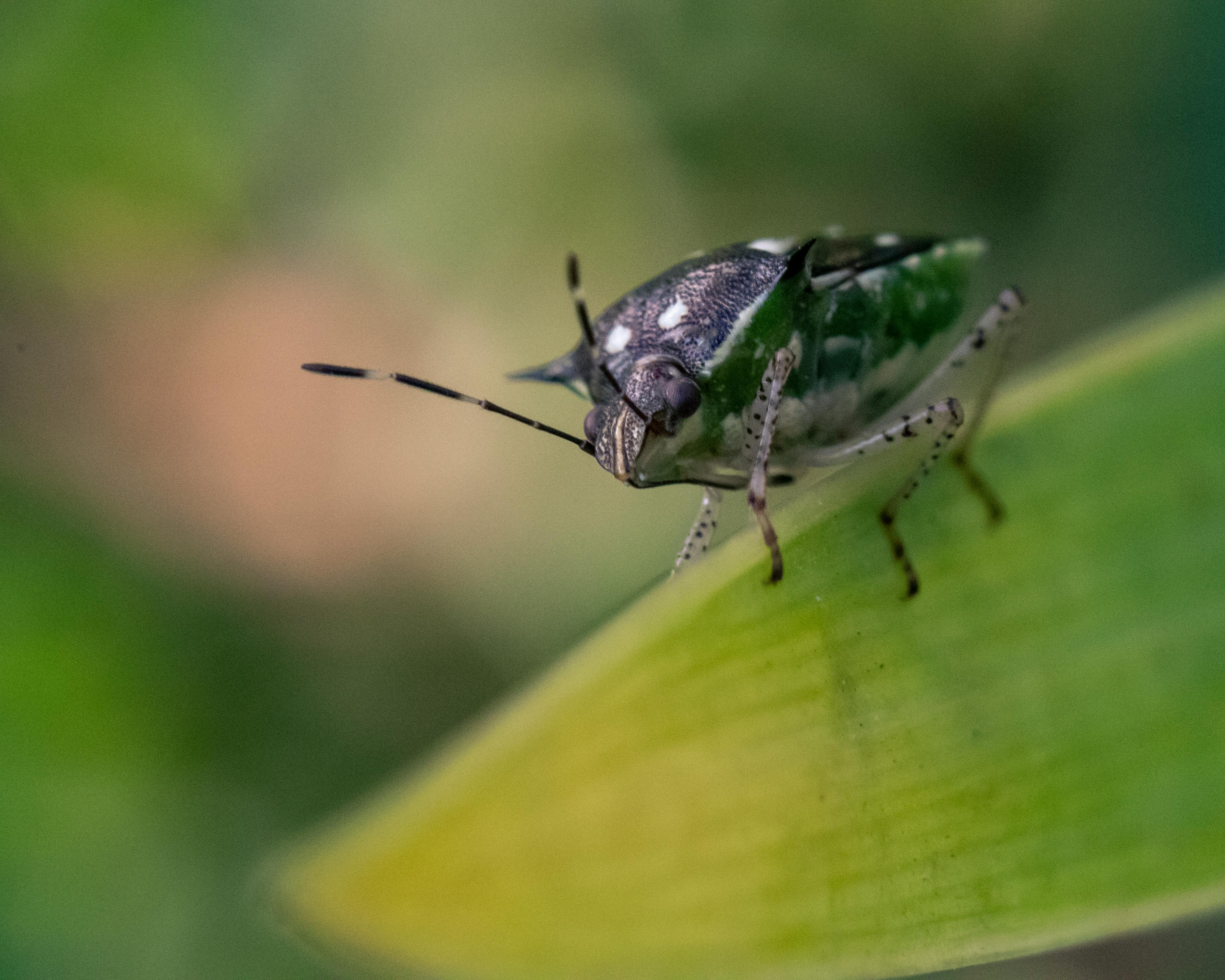 Macro shot of a green shield bug resting on a leaf with a blurred natural background.