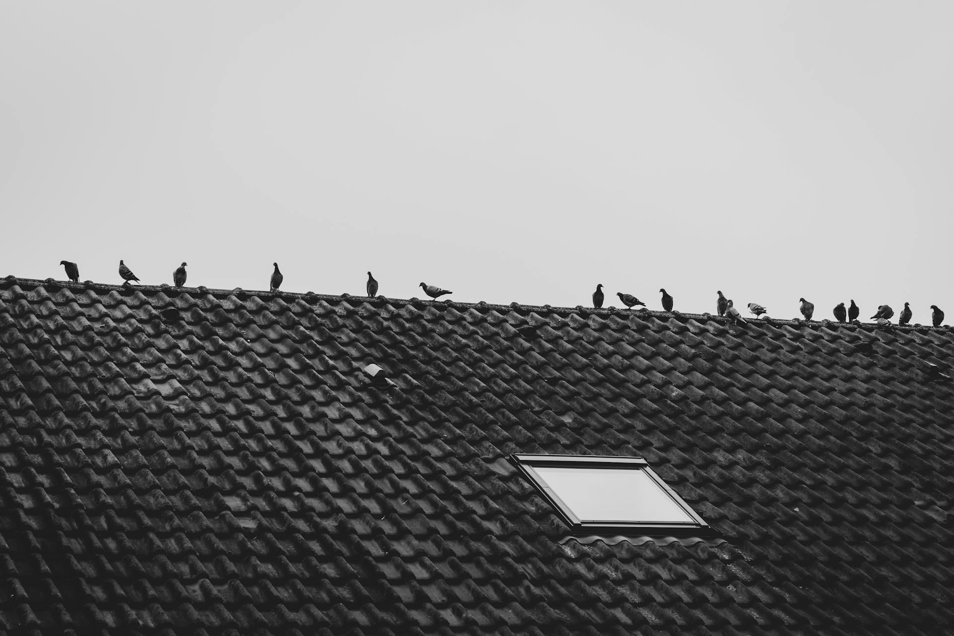 Black and white image of pigeons lined up on a tiled rooftop with a skylight.
