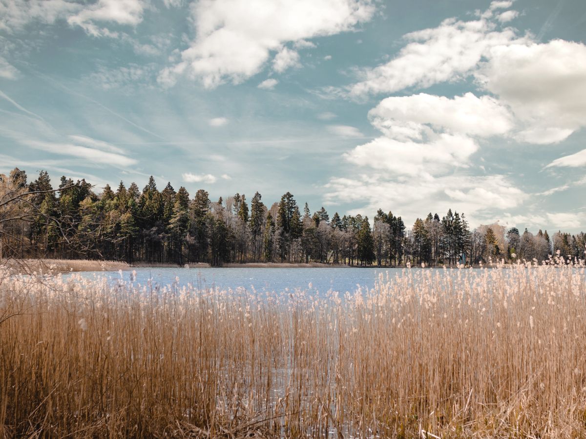 4 Day Inner Evolution Master Plant Retreat in Finland 3