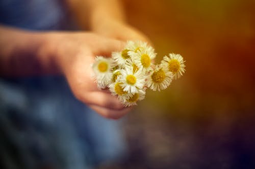 Free stock photo of flowers, nature, outside