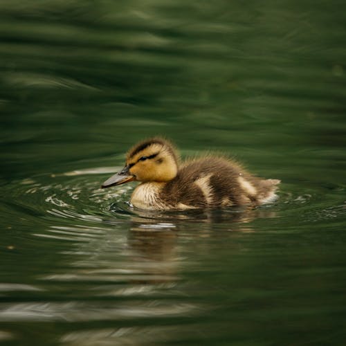 Graceful duckling floating in lake water