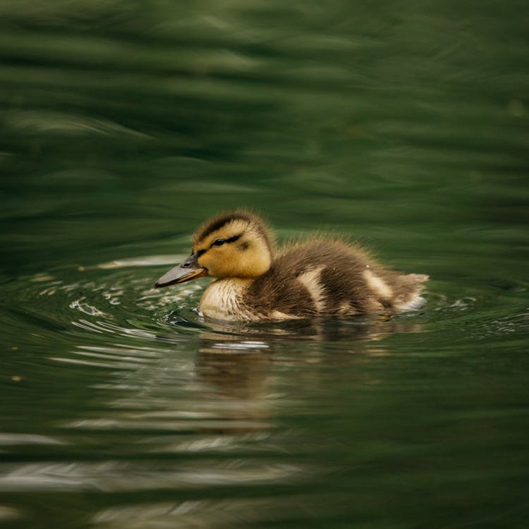 Graceful Duckling Floating In Lake Water