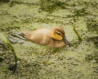 From above of cute duckling floating on mossy surface of lake in green park on sunny day