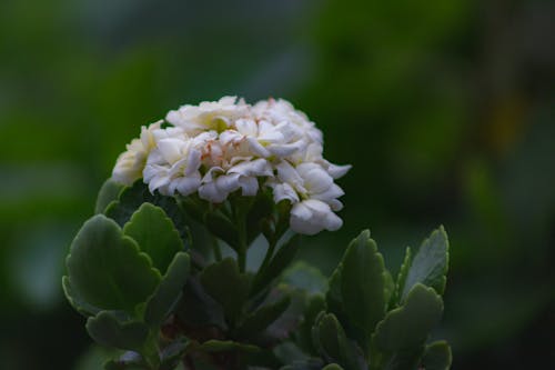 Tender blossoming geranium flowers with white fragile petals on blurred garden background