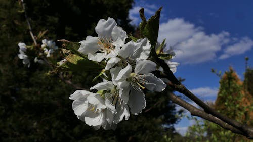 Základová fotografie zdarma na téma jedzenie, kwiat, kwitnienie