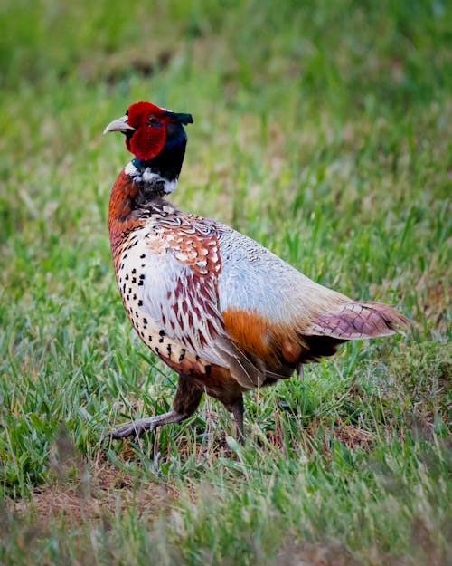 Photo of Pheasant on Grass