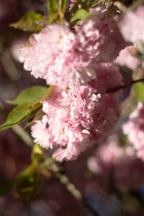 Photos gratuites de ensoleillé, fleurs de cerisier, printemps