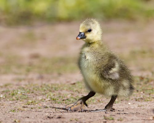 Free Selective Focus Photo of a Black and Yellow Gosling Stock Photo