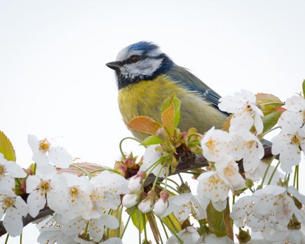 A vibrant blue tit perched on blooming cherry branches, surrounded by white blossoms.