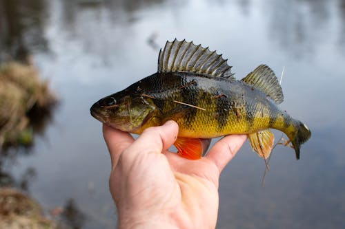 Photo of a Yellow Perch on a Person's Fingers