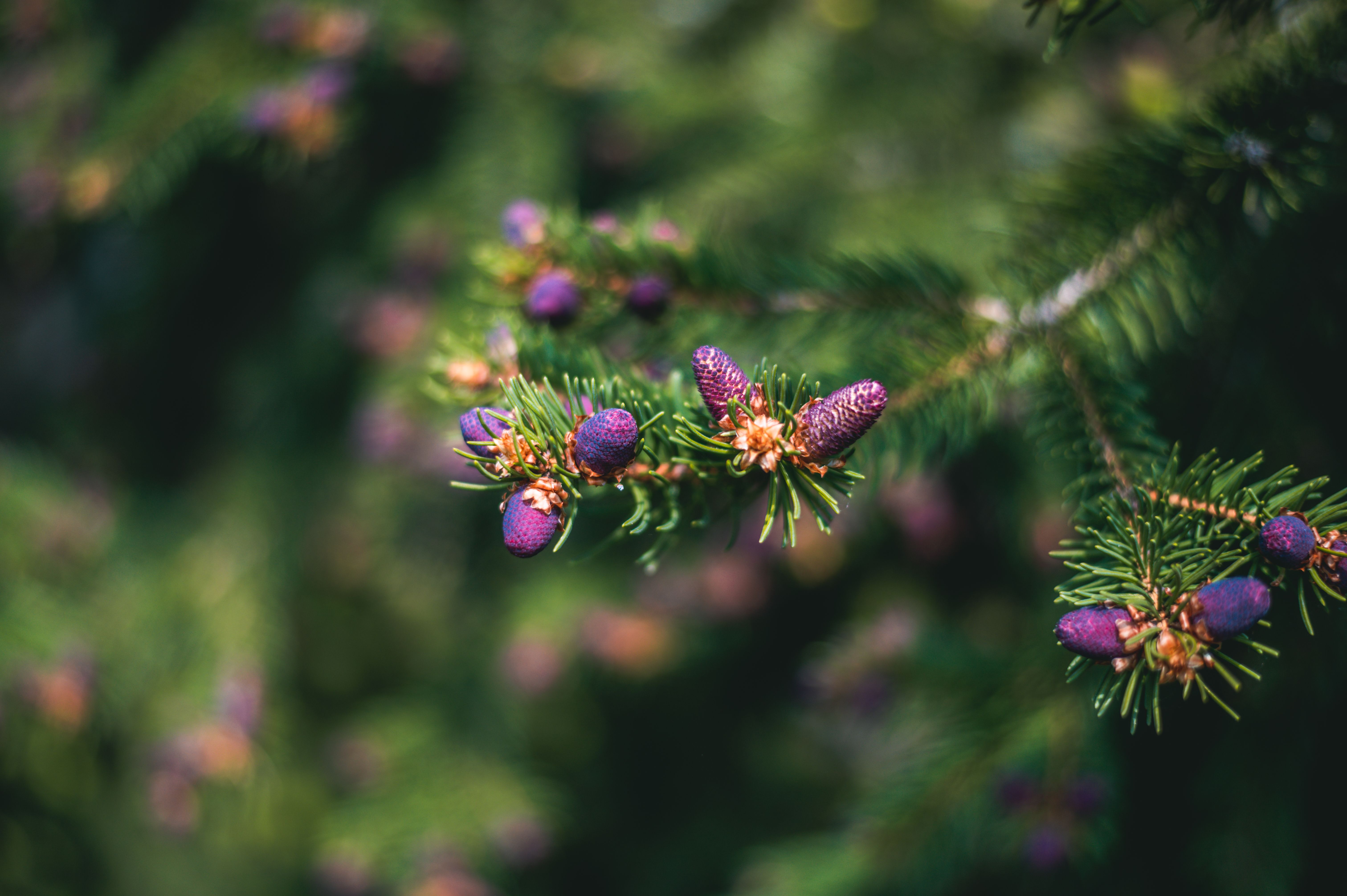 Le Chant des Bourgeons pour Réveiller Votre Vitalité