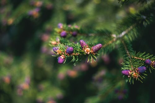 Free Detailed close-up of blooming spruce tree cones in a lush green forest setting. Stock Photo