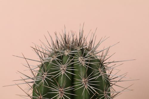 Green Cactus in Close Up Photography