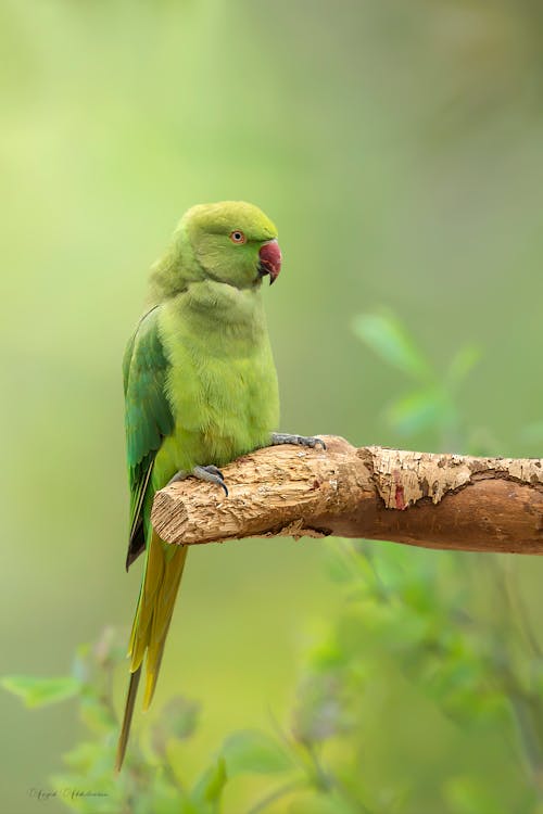 Free stock photo of animal, bird, parrot