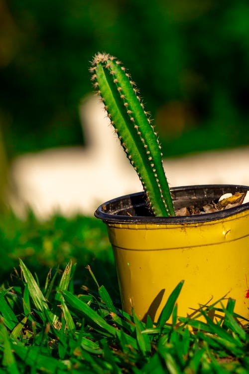 Green Cactus Plant in Yellow Pot