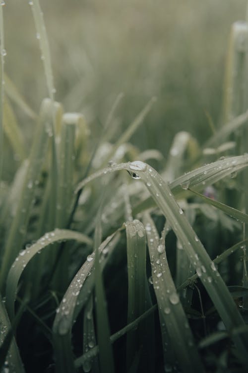 Green grass with dew drops growing on blurred lawn in early morning