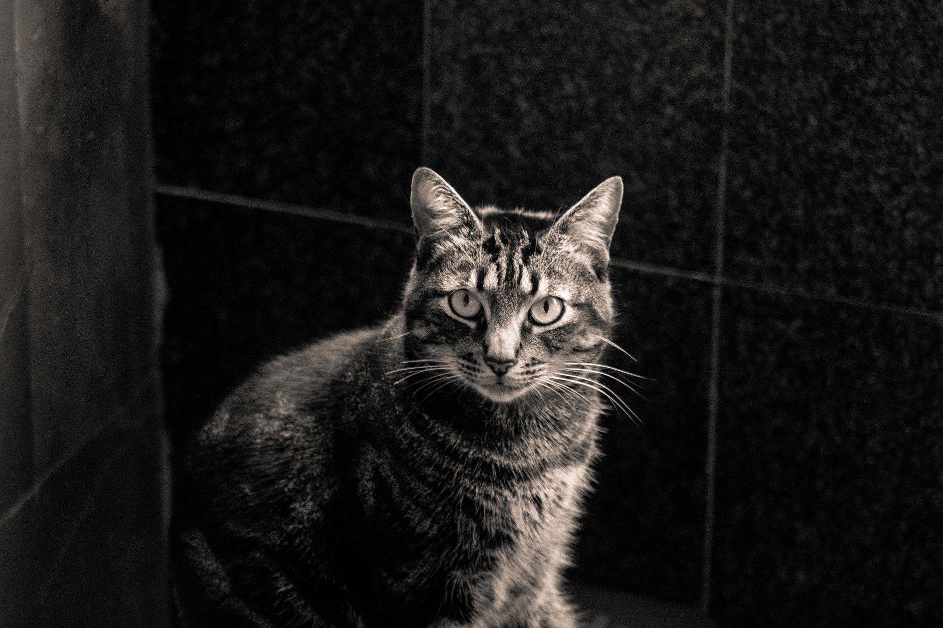 Veterinary care for a cat