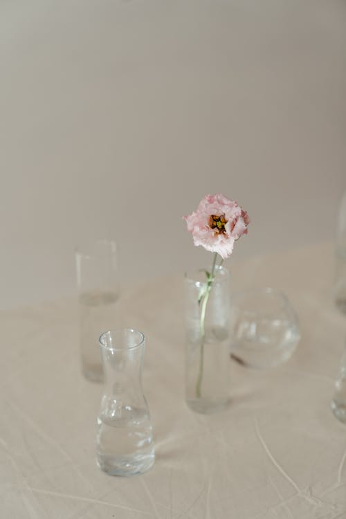Free Pink Flower in Clear Glass Vase Stock Photo