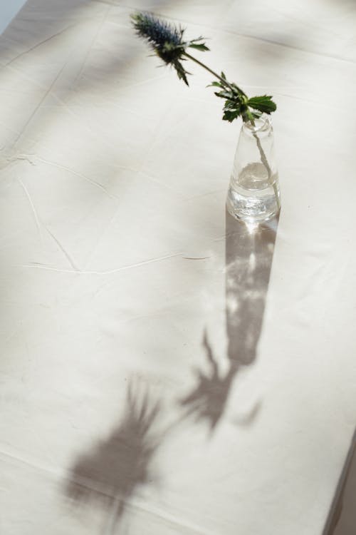 Photo of Flower in Clear Glass Vase