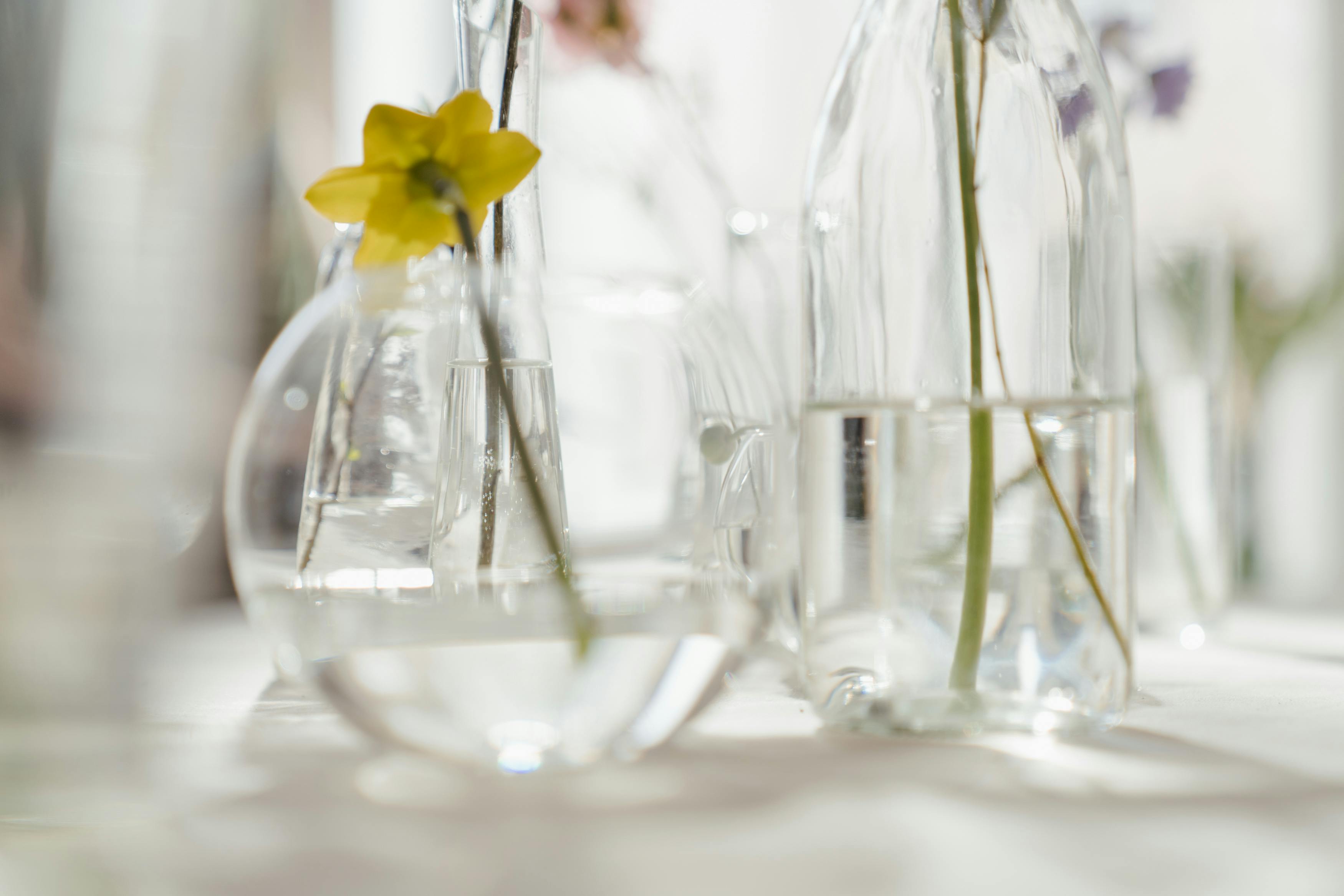 Yellow Flower in Clear Glass Vase \u00b7 Free Stock Photo