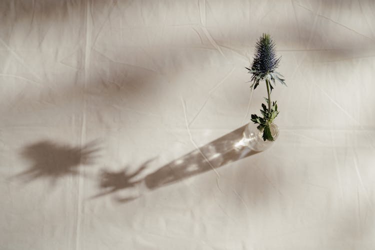 Photo Of Flower In Glass Vase Against White Background