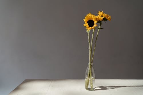 Yellow Sunflower in Clear Glass Vase