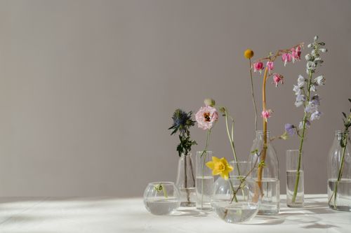 Free Elegant still life of beautiful flowers in glass vases with natural sunlight. Stock Photo