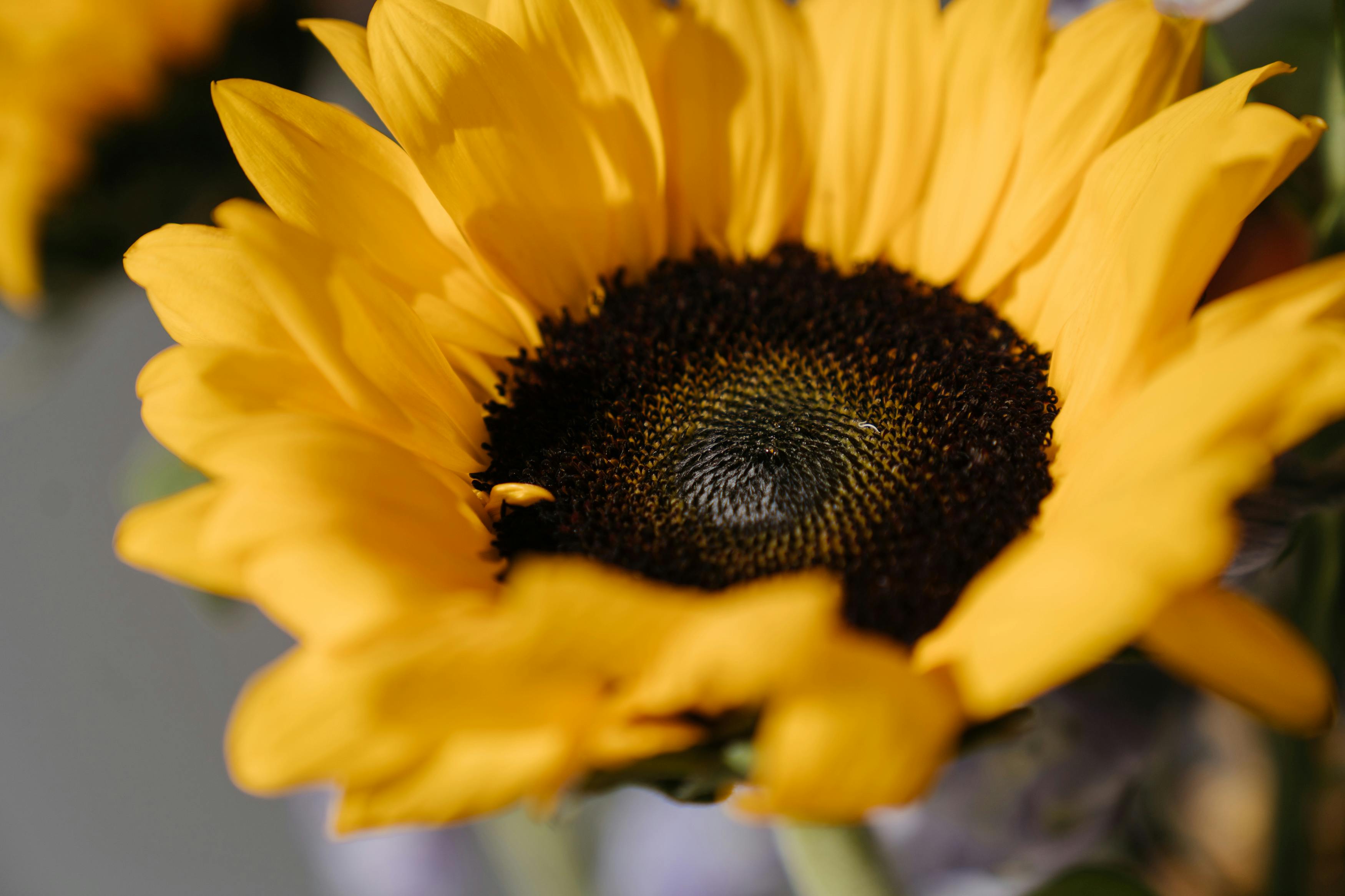 A detailed macro shot of a vibrant yellow sunflower in bloom, showcasing its petals and center.