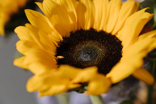 A detailed macro shot of a vibrant yellow sunflower in bloom, showcasing its petals and center.