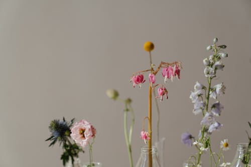 Gratis lagerfoto af blomster, blomsterblad, blomsterflora