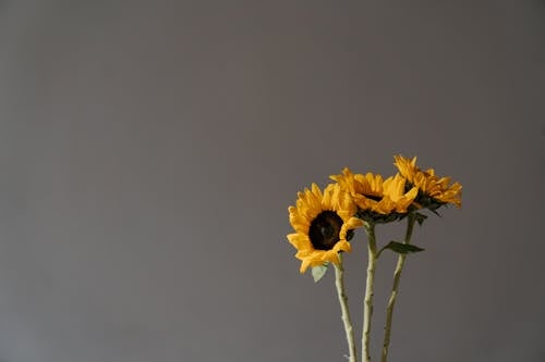 Yellow Sunflower in Close Up Photography