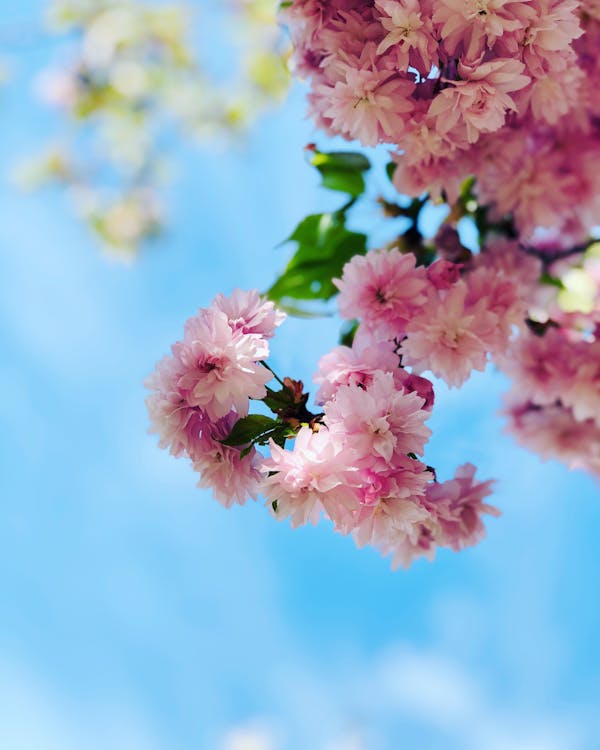 Безкоштовне стокове фото на тему «весна, квітучий, рожевий»