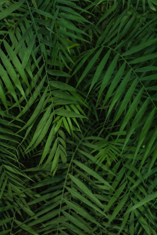 Green Palm Leaves in Close-Up Photography