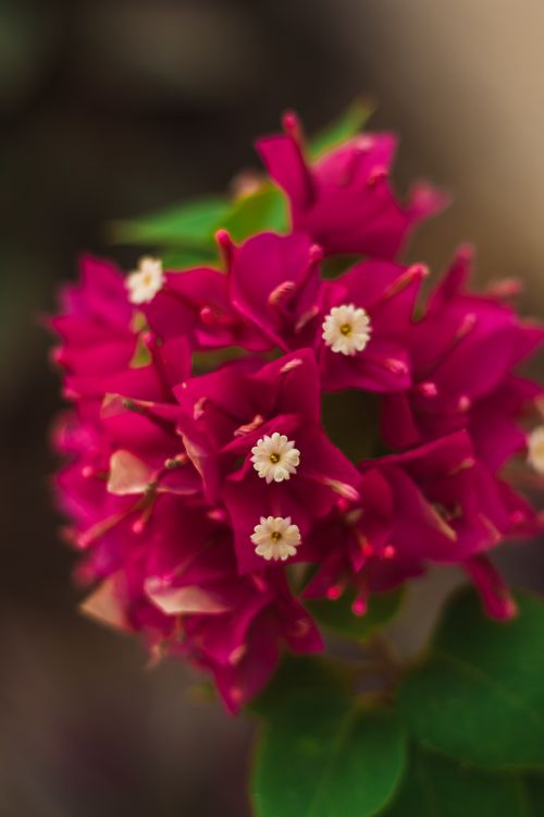 Free Close-up of vibrant pink flowers with delicate white centers against a blurred background. Stock Photo