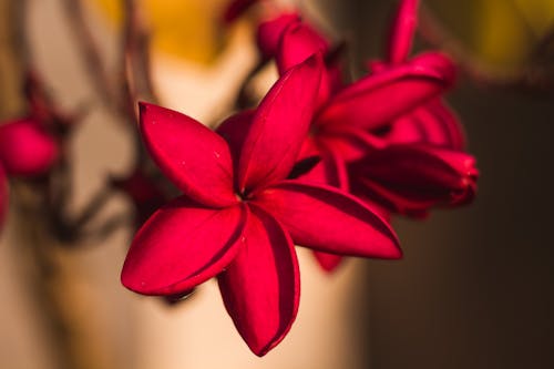 Red Flower in Tilt Shift Lens