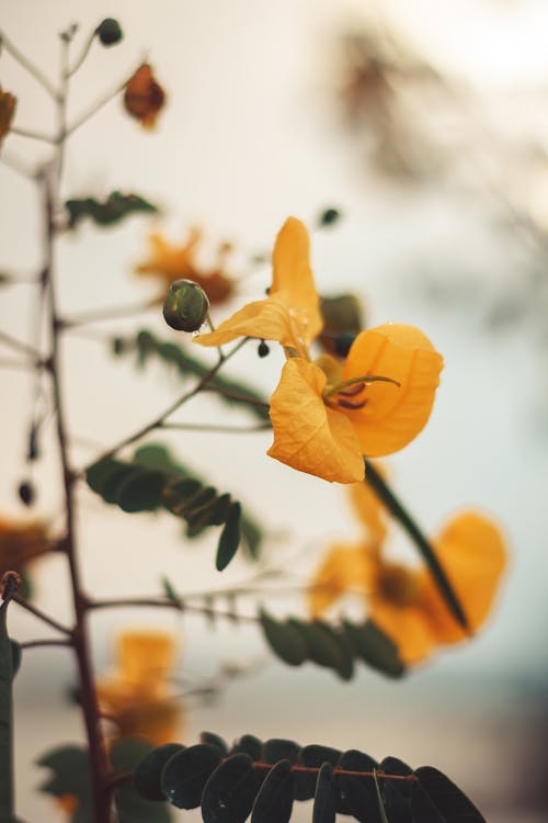 Yellow Leaves on Brown Stem