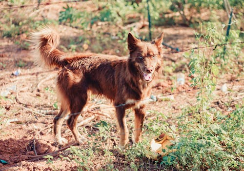 갈색 개, 개, 개 사진의 무료 스톡 사진