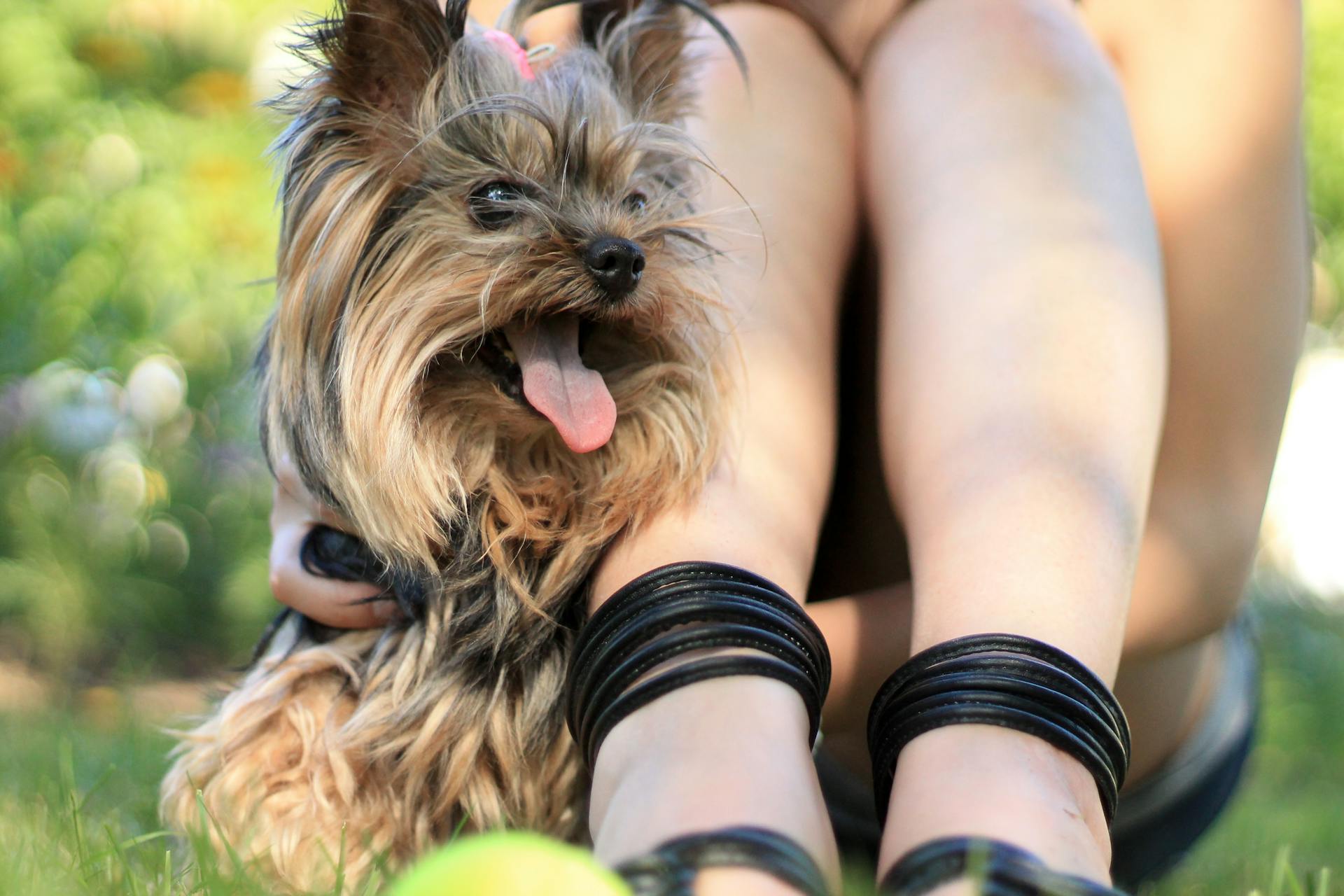 Yorkshire terrier som sitter bredvid en person