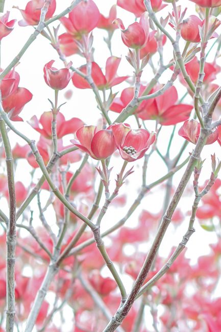 Beautiful pink dogwood blossoms showcasing vibrant spring colors and delicate petals.