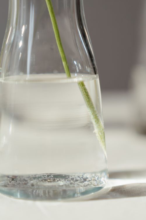 Free A close-up of a glass vase filled with water and a single green stem, showcasing minimalist beauty. Stock Photo