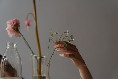 Person Holding White Flower Buds