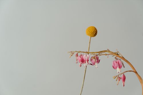 Free Minimalist display of bleeding heart and craspedia flowers on a neutral background. Stock Photo